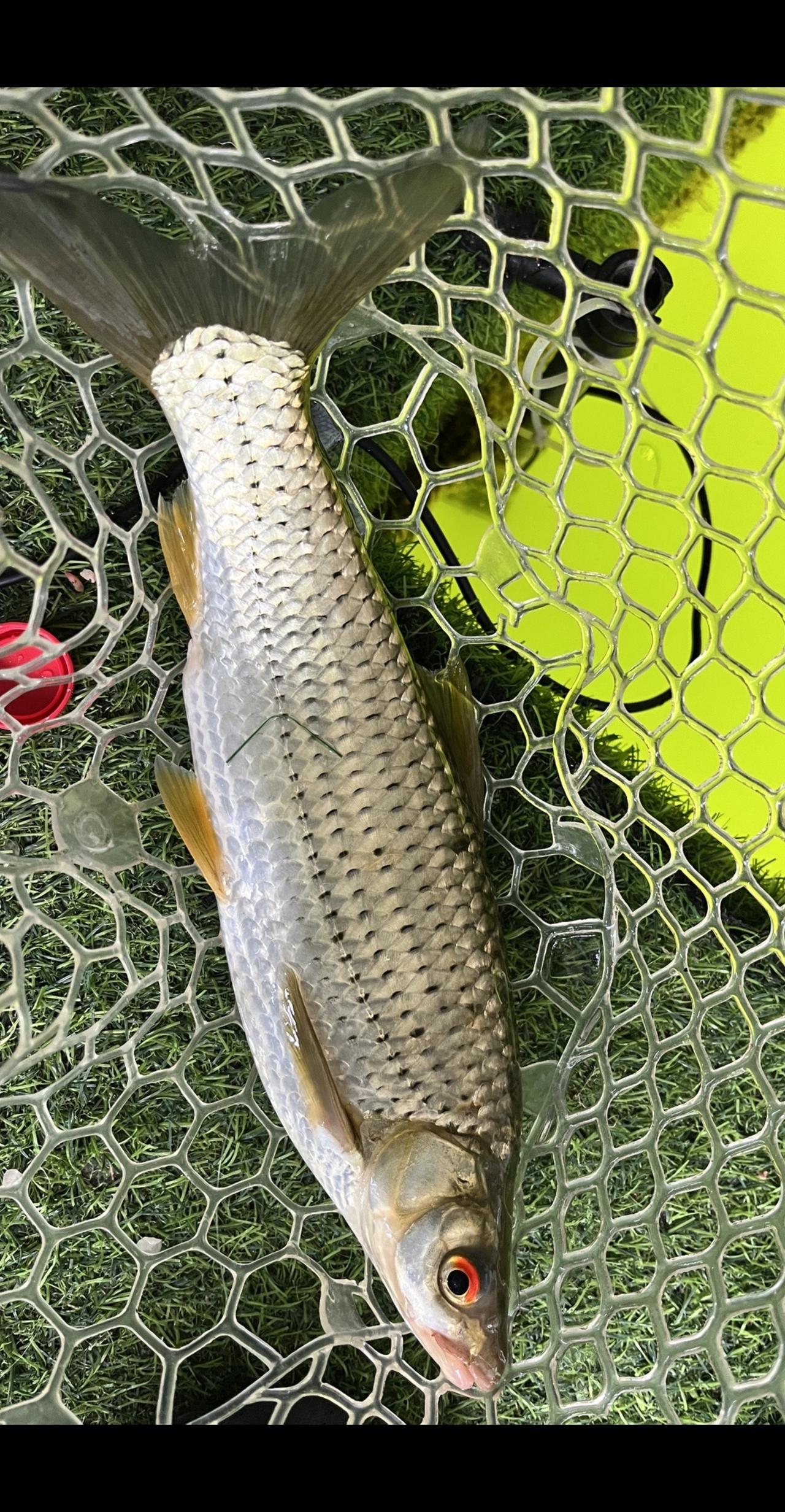 附近哪里好钓鱼叫我喂，自己的小排屋钓腻了😂😂#钓鱼人 #筏钓 #渔具用品 #