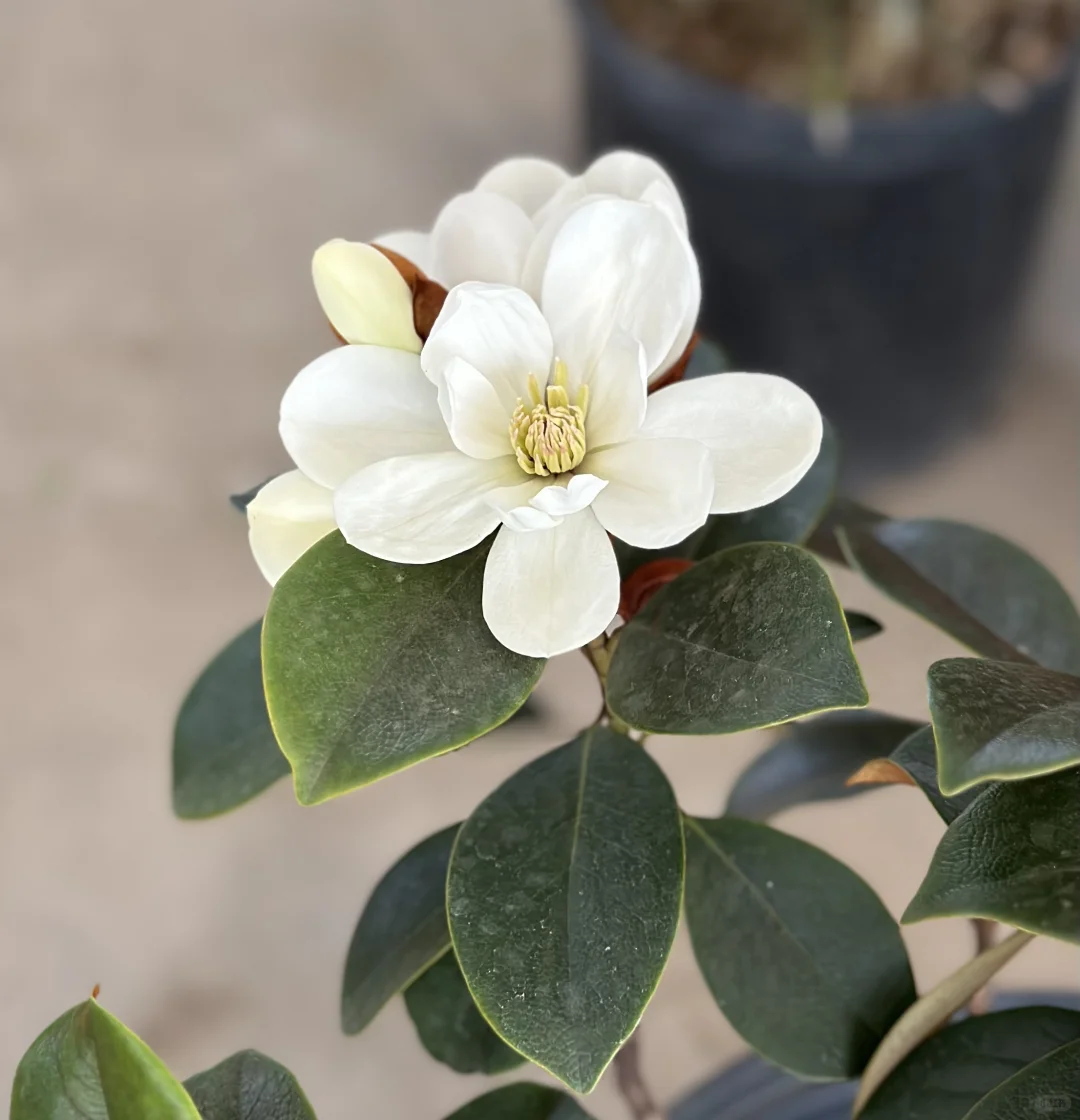 广东含笑盛开