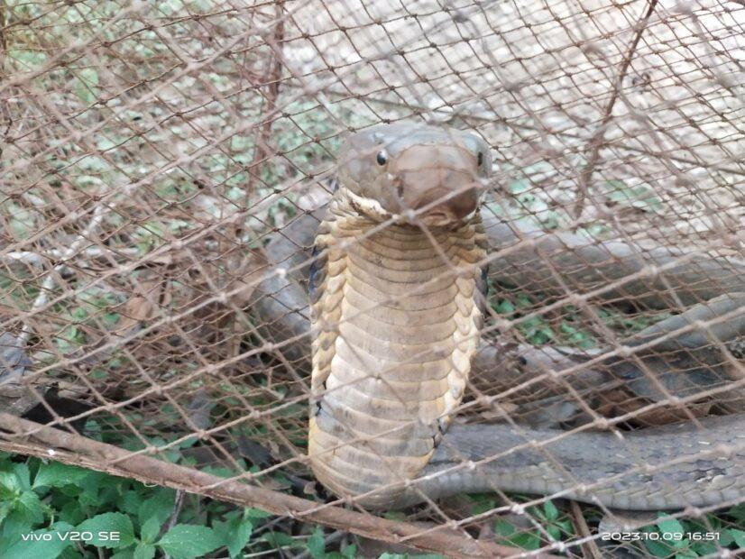 钓鱼钓到蛇？泰国一名男子日前在河流里设置鱼笼，打算捕捞新鲜渔获，岂料当他去收鱼笼