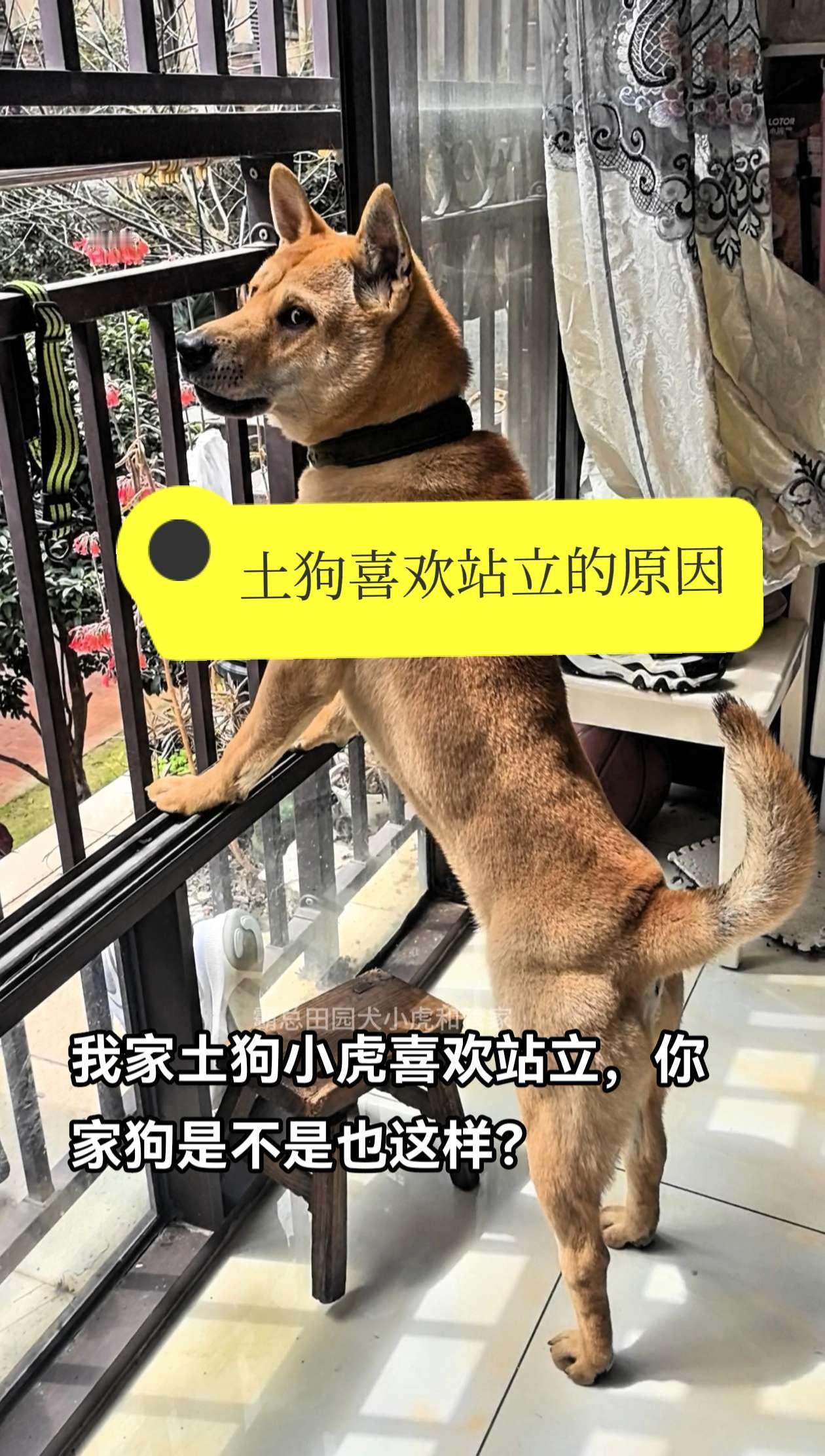 我家土狗小虎喜欢站立，你家狗是不是也这样？那么土狗喜欢站立的原因是什么呢？
 