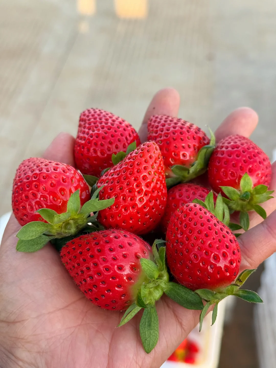 现在谁还吃普通草莓，纯甜的香野这么便宜！