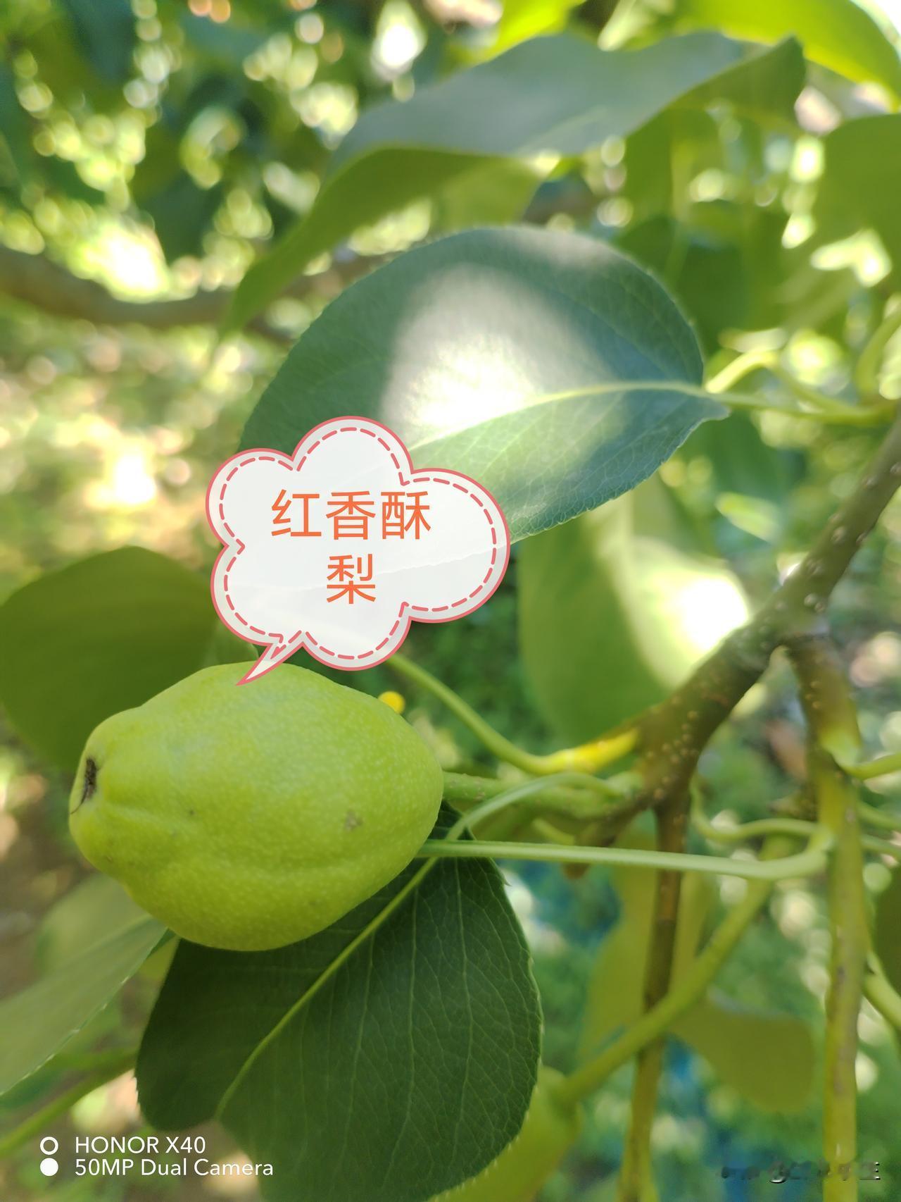 每一种梨口感都不同，我比较爱吃香梨和红香酥梨。皮薄水分足，而且还比较甜。

这几