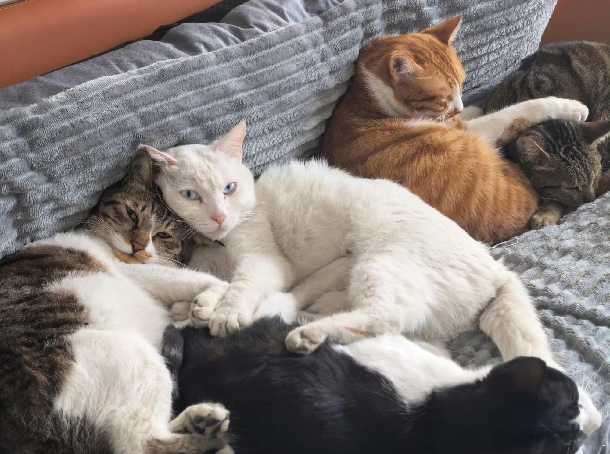 右一是老四。右二是老五。老四可怜程度仅次于老三。捡他的时候，差不多三个月大，身上