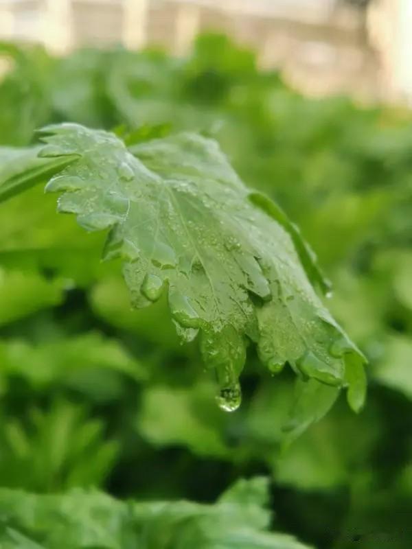 芹菜叶子到底能不能吃？答案是能吃，还好处多多。芹菜叶富含黄酮类物质、挥发油化合物