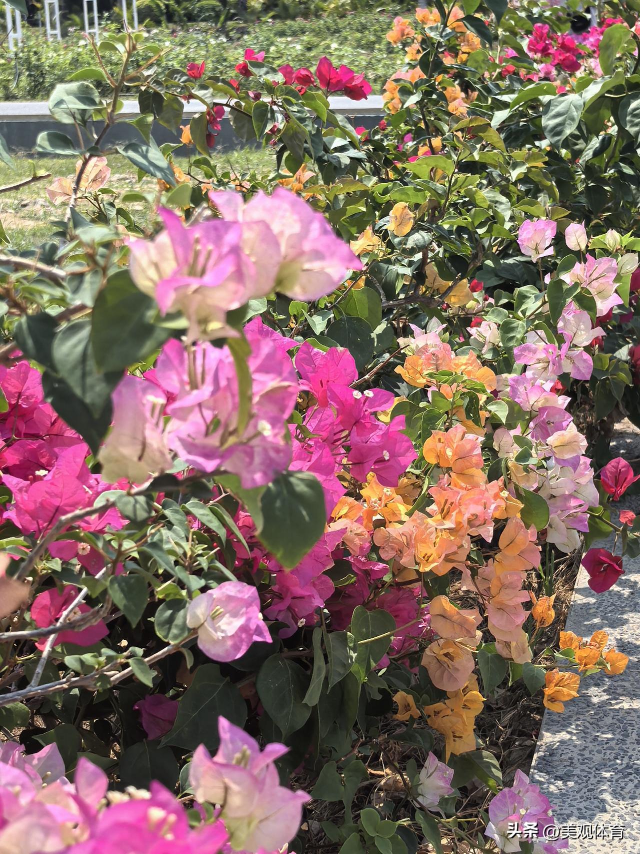 三亚亚龙湾国家玫瑰谷