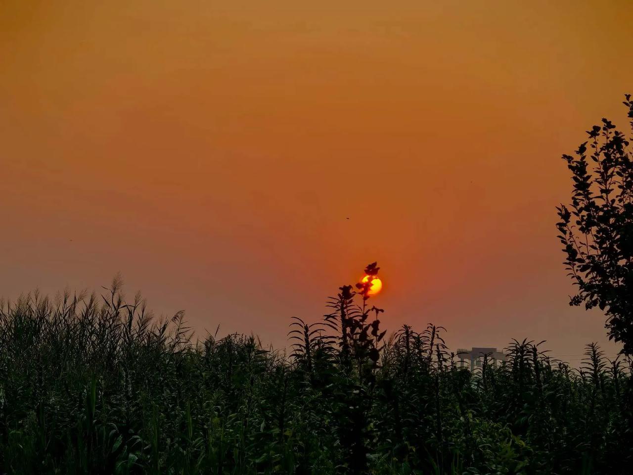 立秋时节曹县八里湾(华夏部落)
