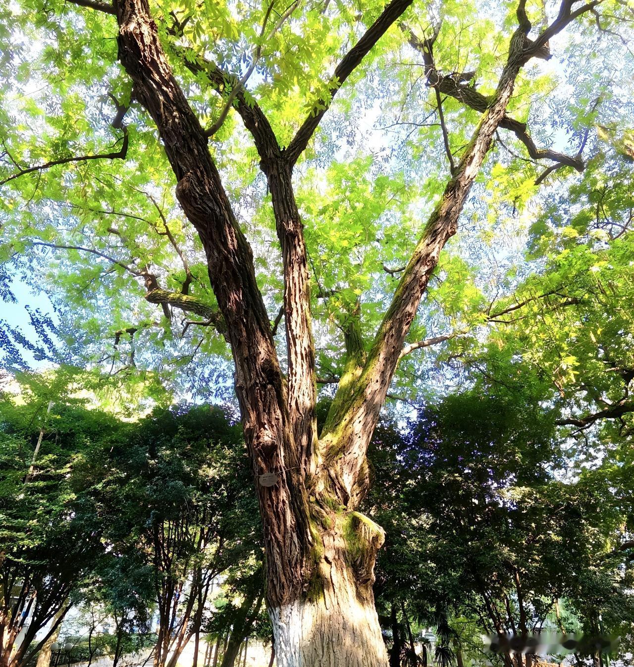 见过给人做CT检查的，你见过给树木做CT检查的吗？

每次去体检的时候一般会做胸