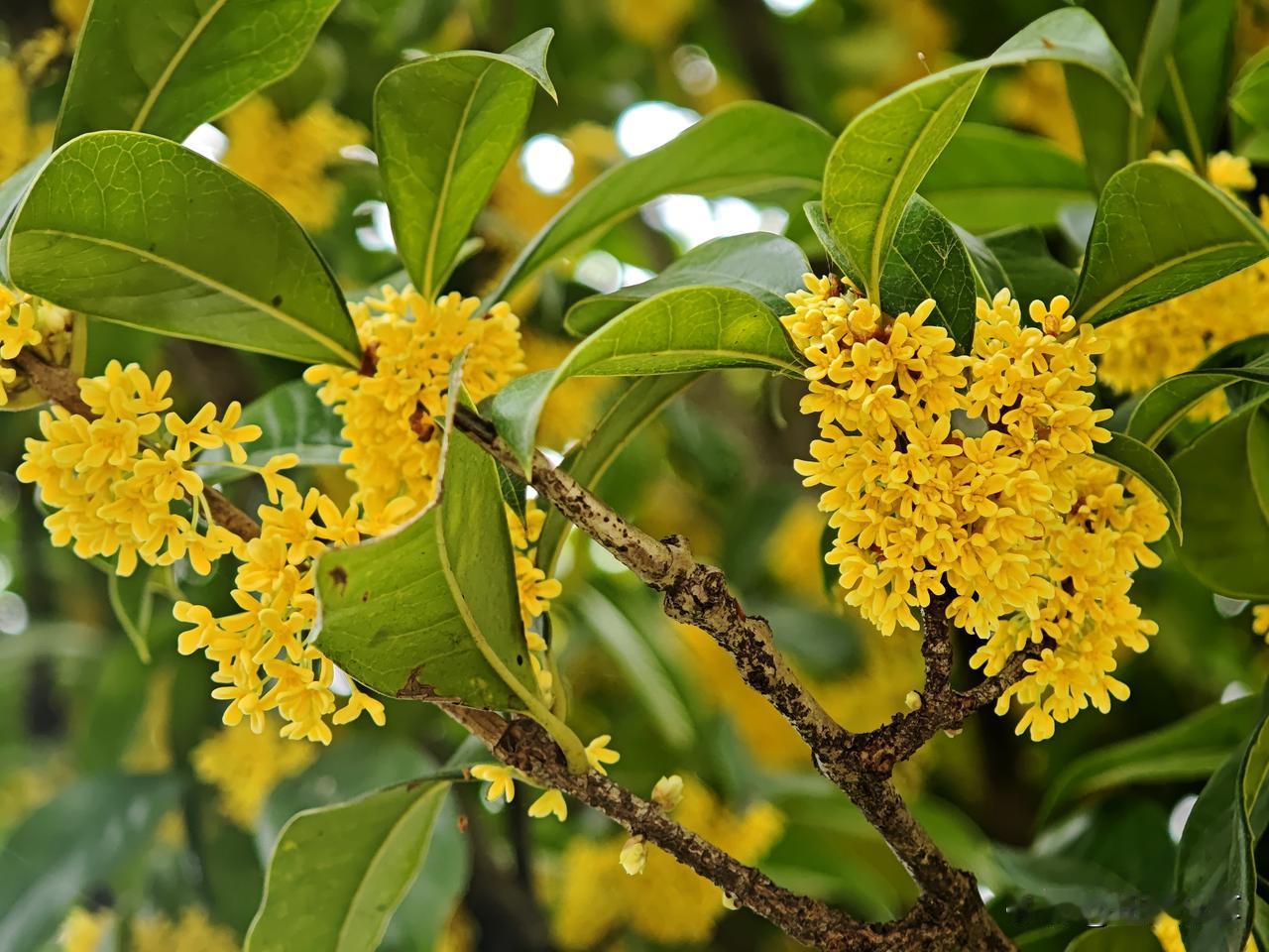 公园的一排排桂花树花开正旺，满园的桂花香，沁人心脾，让人心旷神怡，流连忘返！桂花