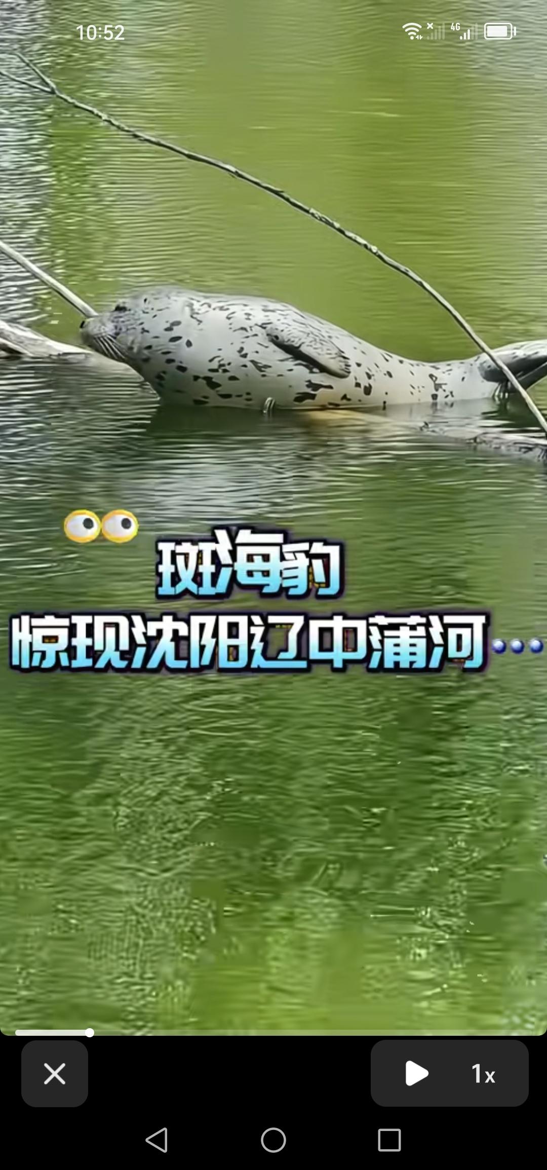 沈阳市辽中蒲河惊现斑海豹，目前相关人员正积极展开救援。
海豹本一直栖息在海里，近