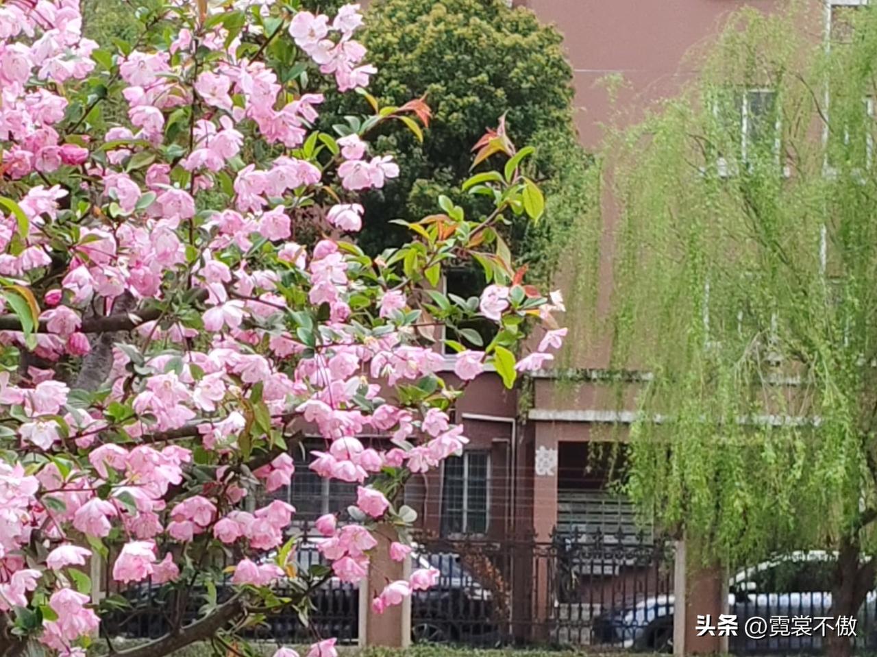 分享一张你拍的樱花照片。