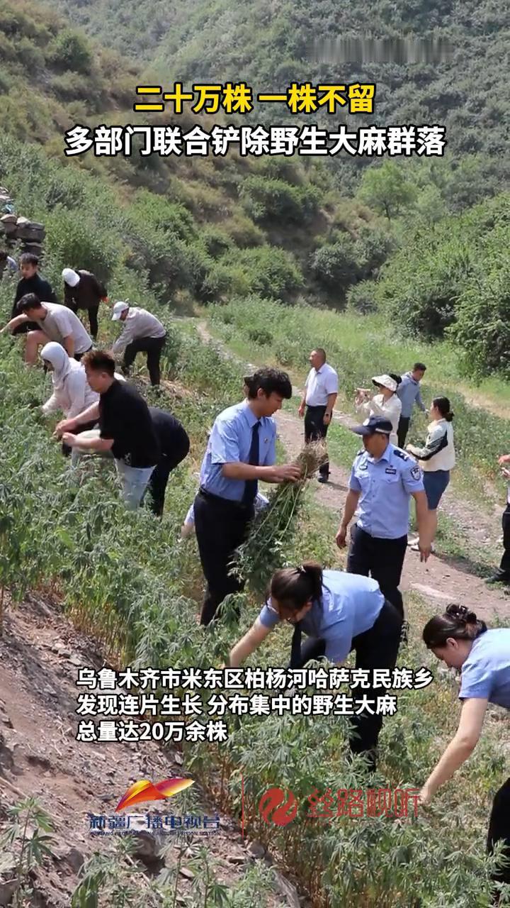 二十万株一株不留，多部门联合铲除野生大麻群落。
丝路视听。
近日，新疆乌鲁木齐市