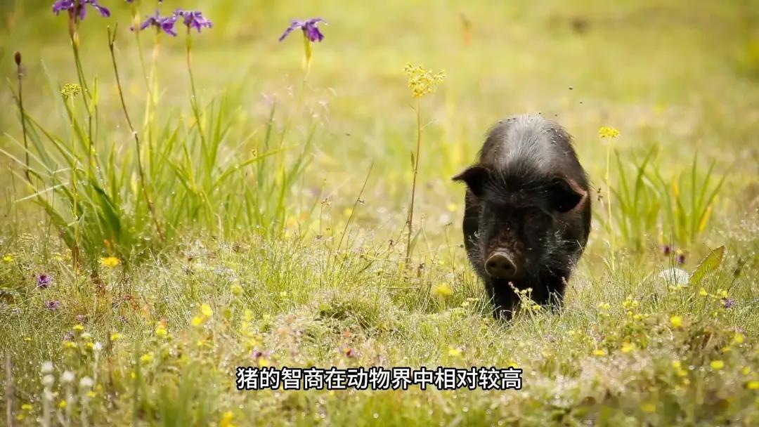 昨天看了一个自媒体视频，是关于猪（pig）。猪的智商大约70～85，在动物界排名