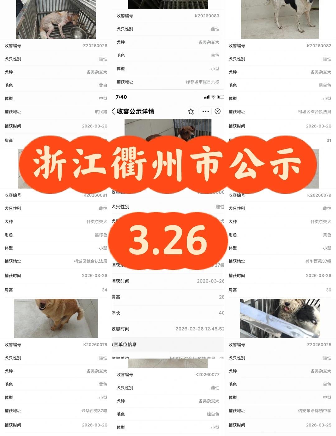 浙江省浙里办衢州市2026.3.26日犬只公示
衢州寻狗  很多狗狗怎么就没人认