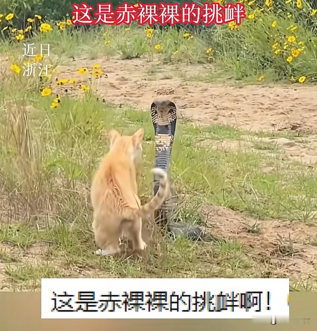 近日，浙江舟山的普陀山景区有名场面！大橘单挑剧毒眼镜蛇，中途回头嘲讽杀伤力拉满?
