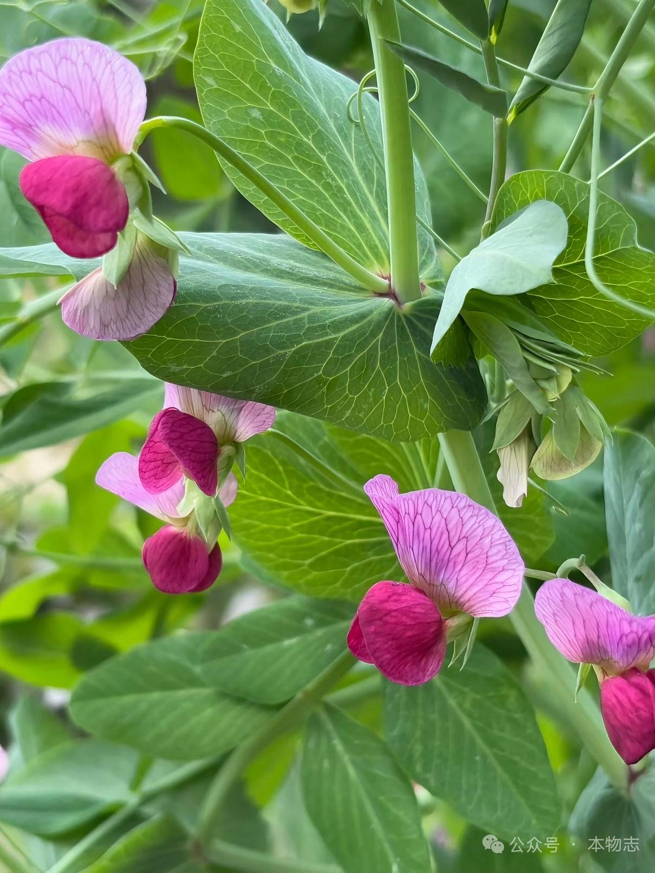 粉嫩花朵绽放在绿叶间，自然之美尽收眼底。🌸🌿