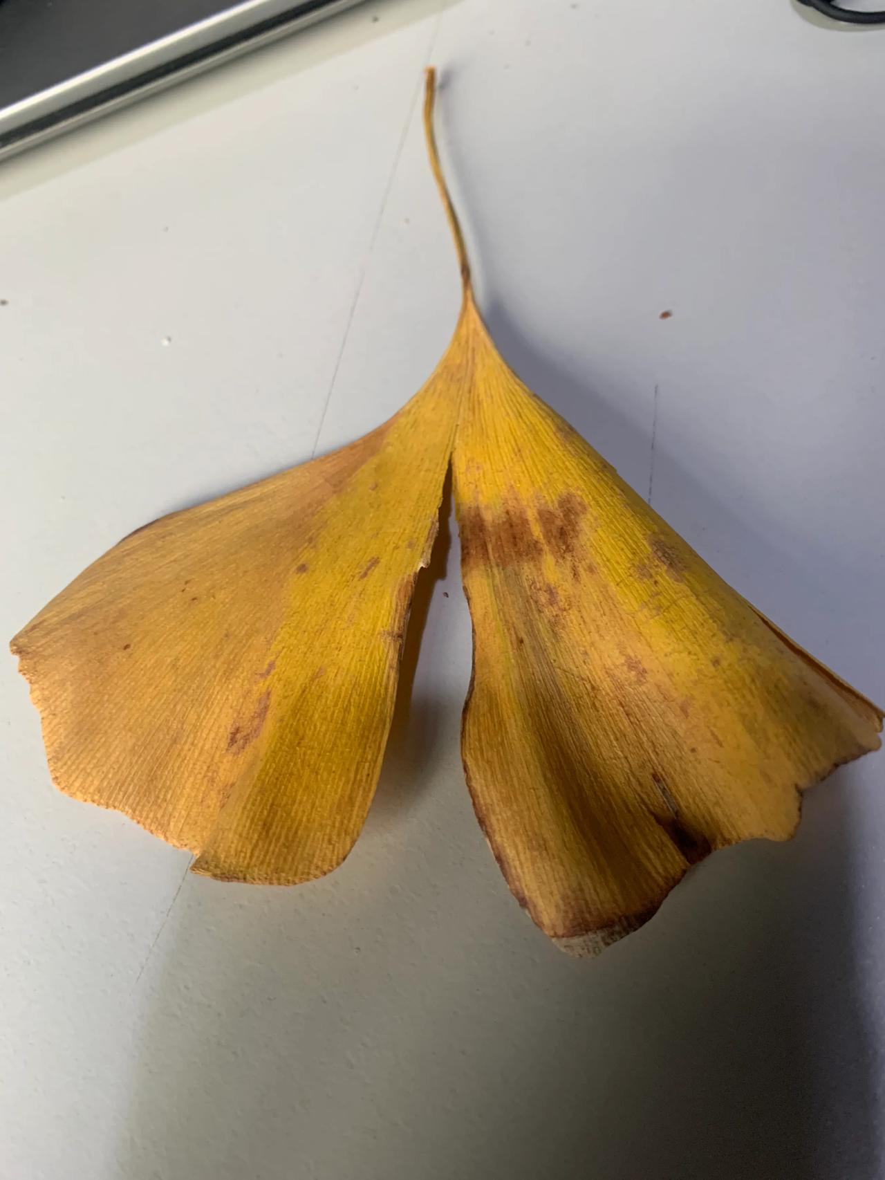 一片树叶引发的轰动[火炬]