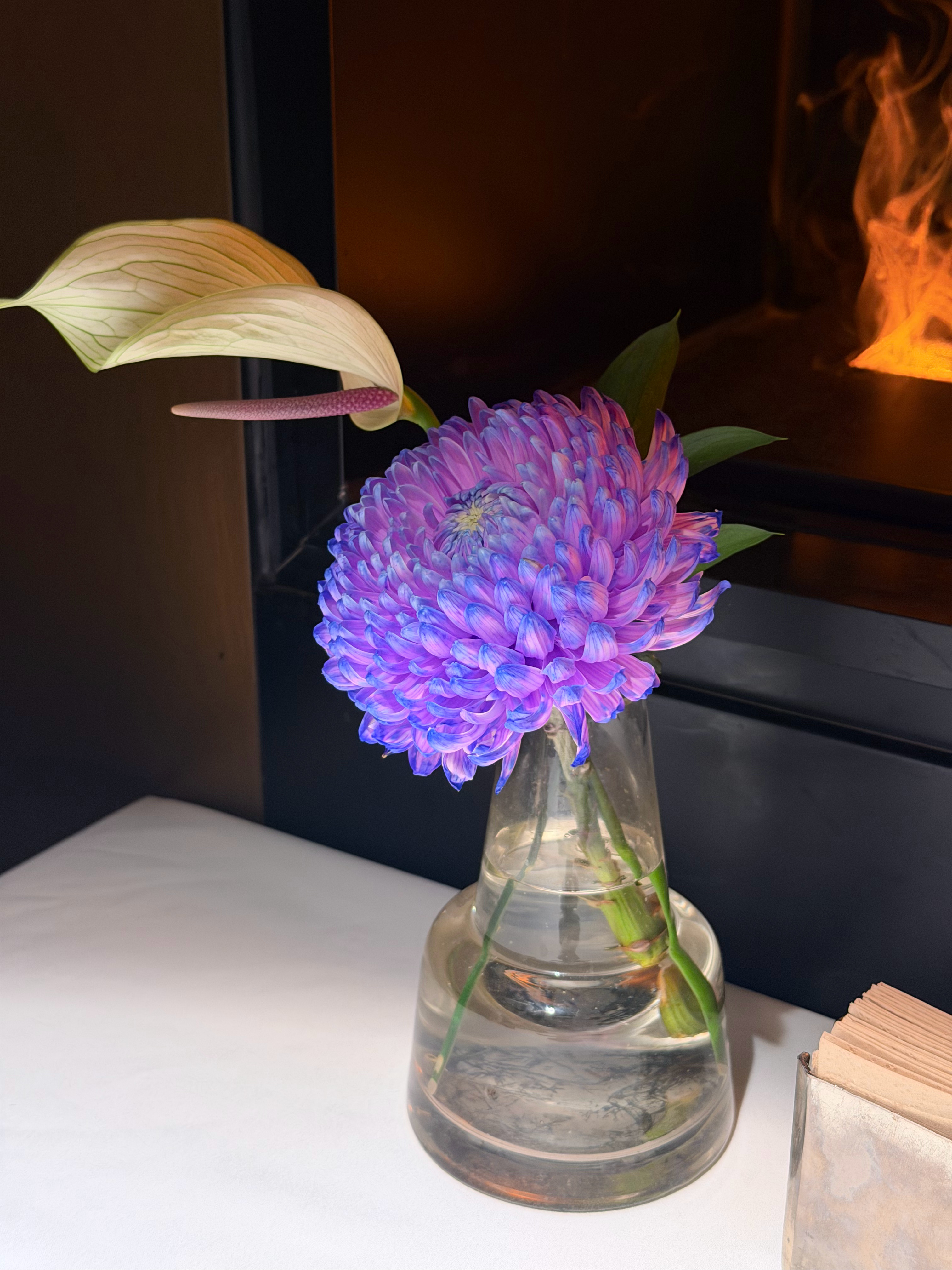 我居然还专门去问 Gemini 这是一朵什么花…… 