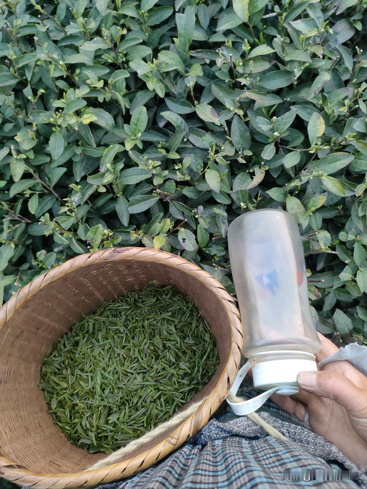 在山区采茶的日子，信阳毛尖
今天农历十八正值清明节，气温高达28度，早上6点我们