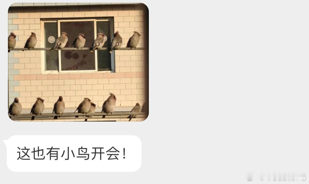 窗外的太平鸟它们的羽毛特顺滑！ ​​​