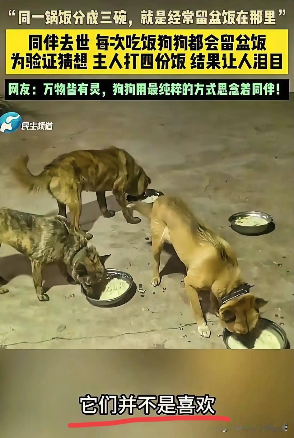 泪目！四川，一女子家中养了四只狗狗，其中一条不幸离世。从那以后，女子每次只给它们