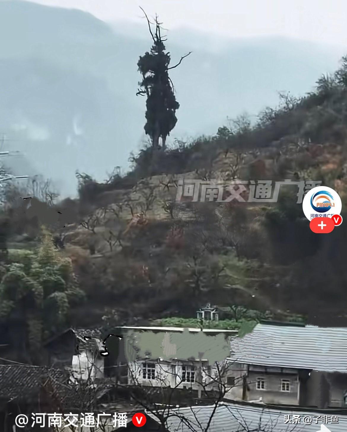 近日，贵州遵义一山上有棵树，简直神了，树干和树枝长的形状很像拿着金箍棒的齐天大圣