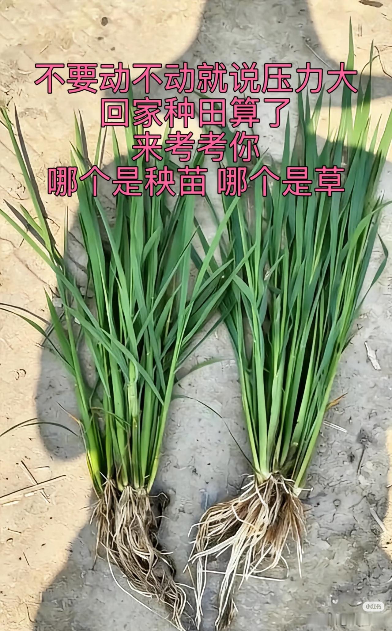 猜一猜！
朋友们：
请大家都来说说吧！

不要动不动就说压力大，
      回