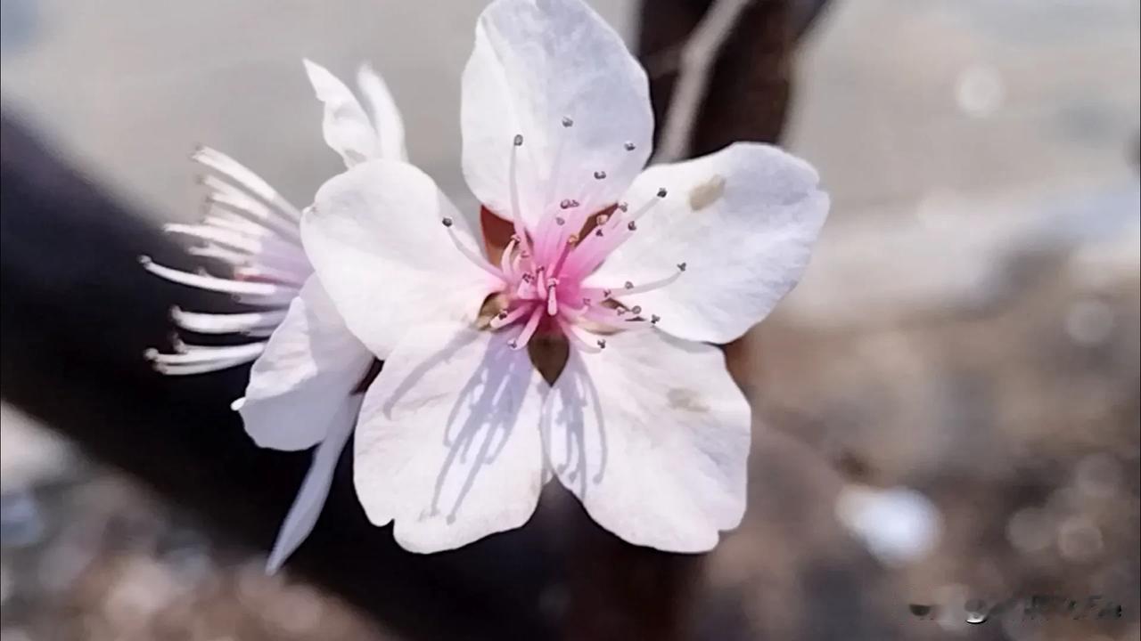 桃花竟自开