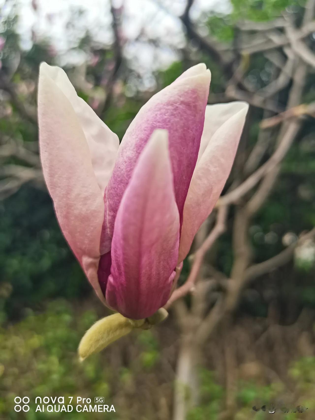 三棵玉兰开两棵，新老搭配花期长，粉红白嫩春色美，宝华玉兰问芳名～已有凋零且珍惜～