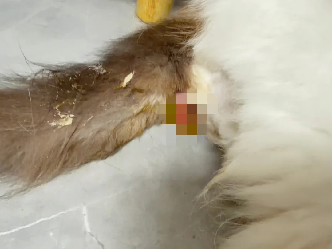 被人栓绳遗弃的布偶串串猫 严重脱肛