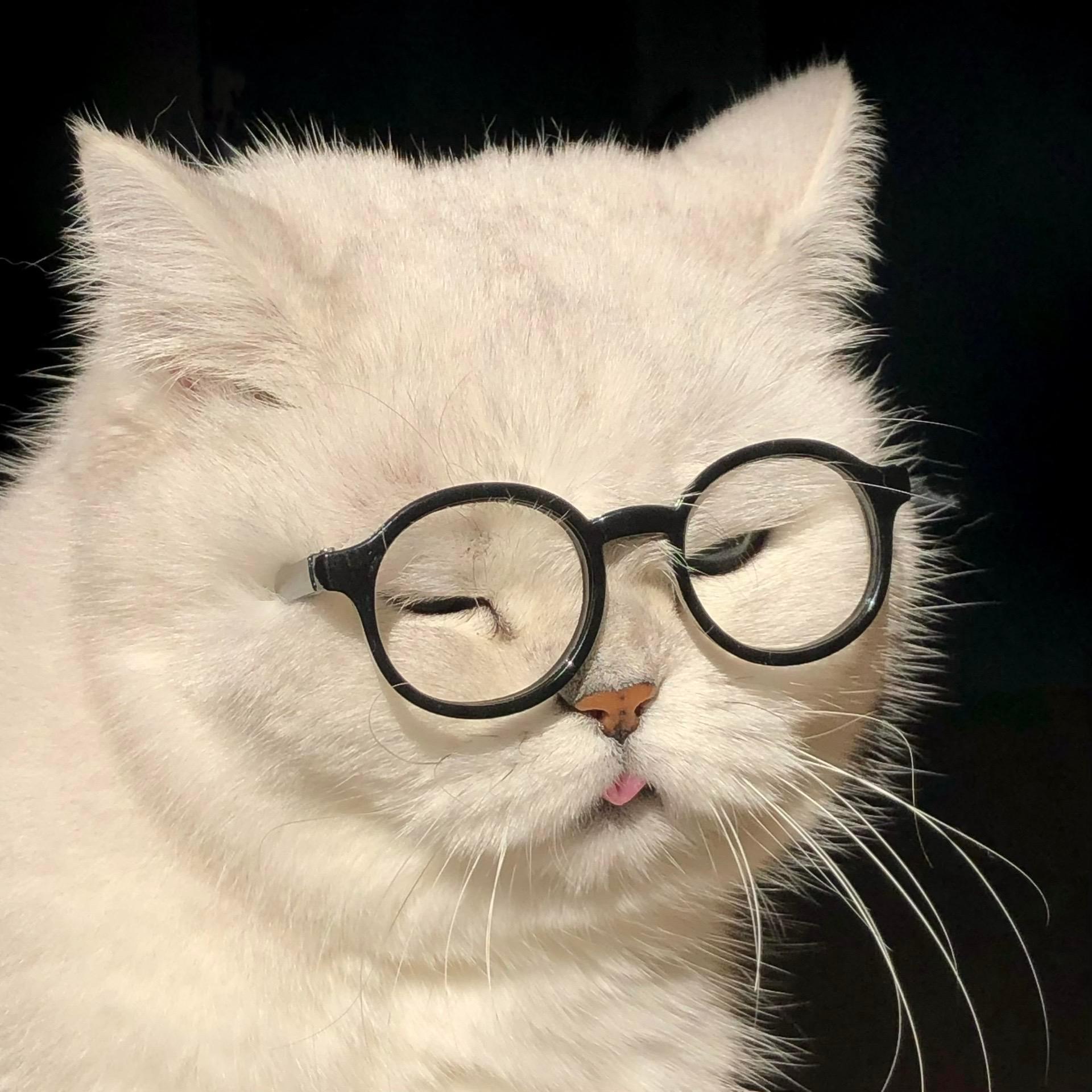 让领导看了不敢委以重任的猫猫头像。咪戴眼镜看起来不太聪明呢 