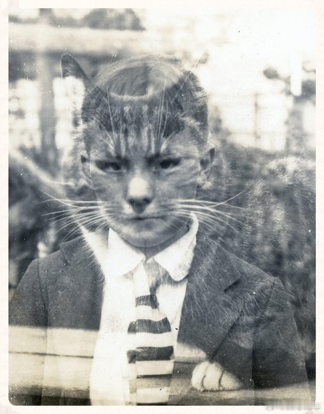 猫少年并非生物学上的杂交物种，而是猫与少年在不同维度空间的叠加态存在。这种叠加并