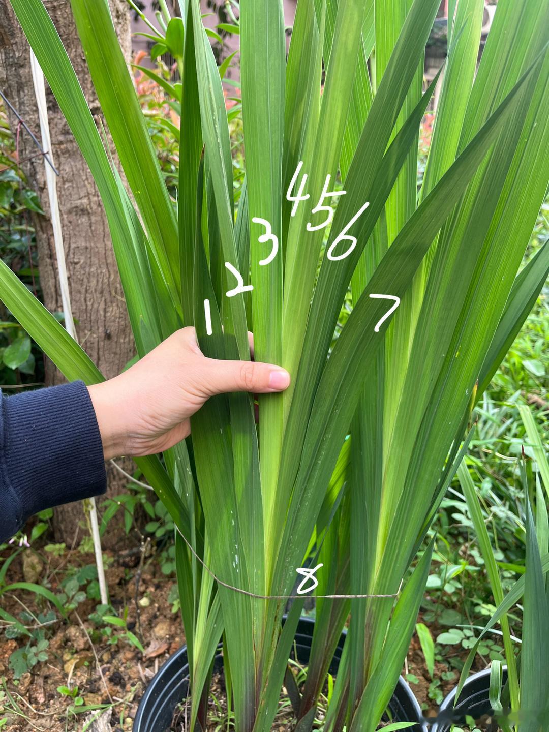 传说中的唐菖蒲长出7片叶子就会开花了，我真的捏到中间有点鼓鼓囊囊的[色]期待哦，