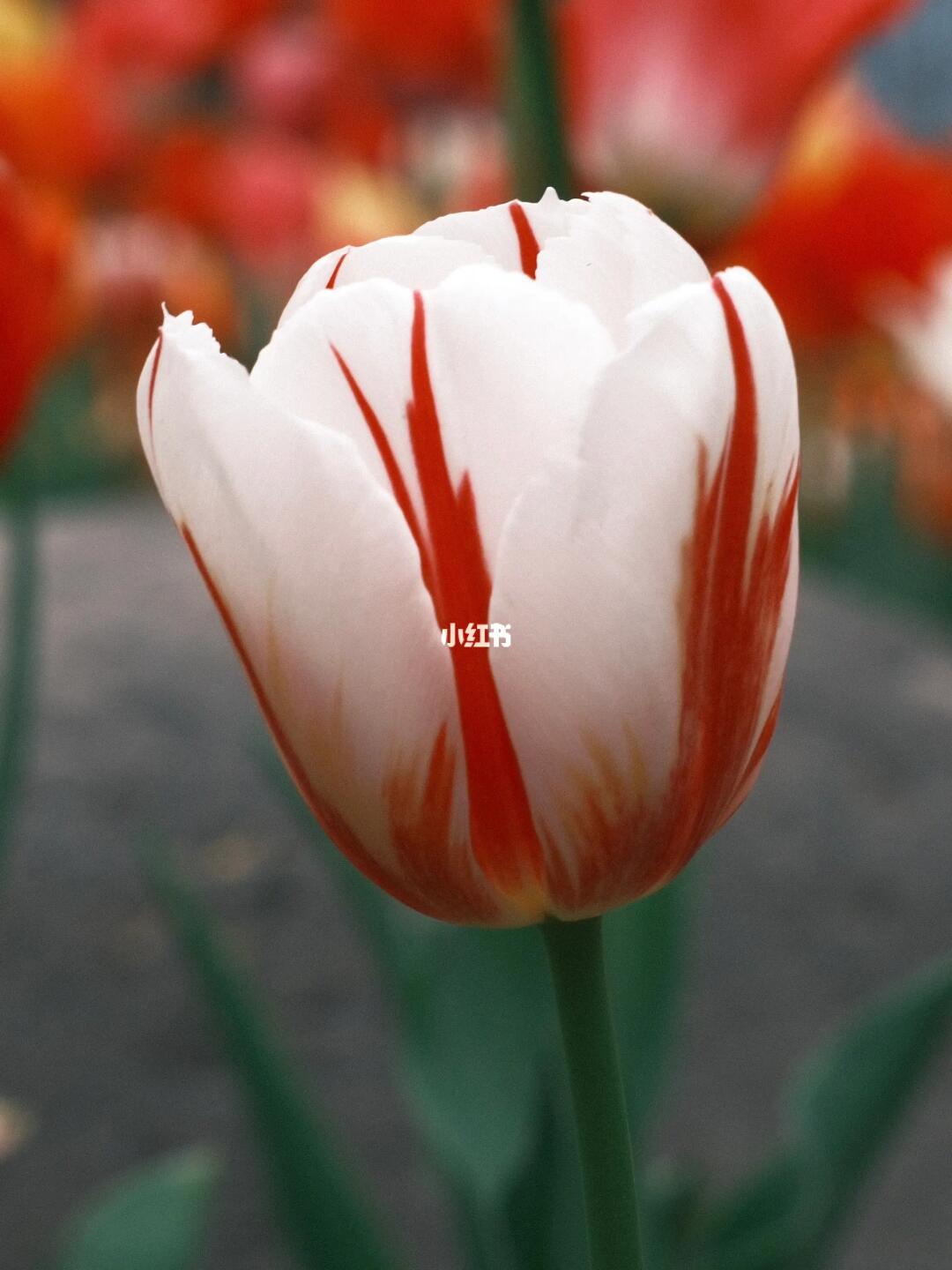 大宁公园的郁金香盛开