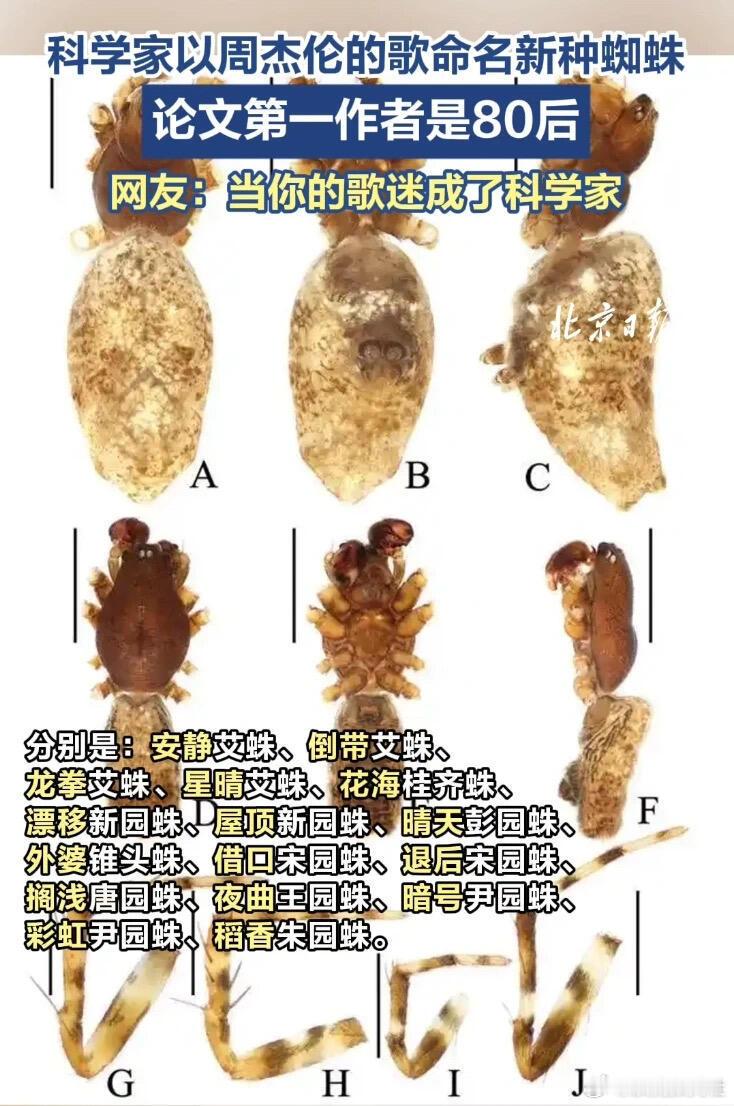 当周杰伦粉丝成为了科学家，以偶像的歌名命名新种蜘蛛，而且还是用中文拼音 