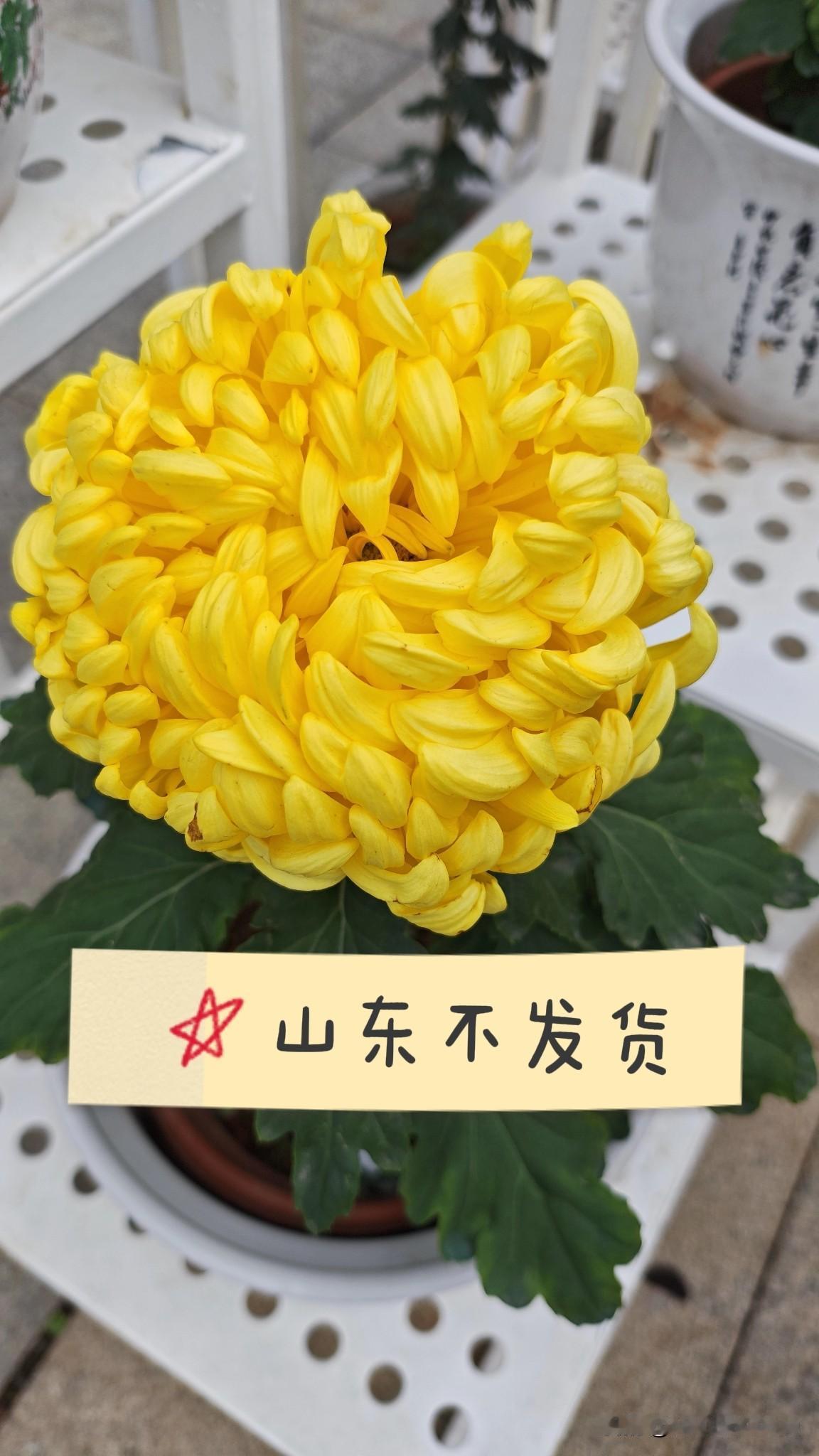 山东消费者不应该背平台甩的锅！仅退款，滥用7天无理由退货，恶意调包这些问题是平台