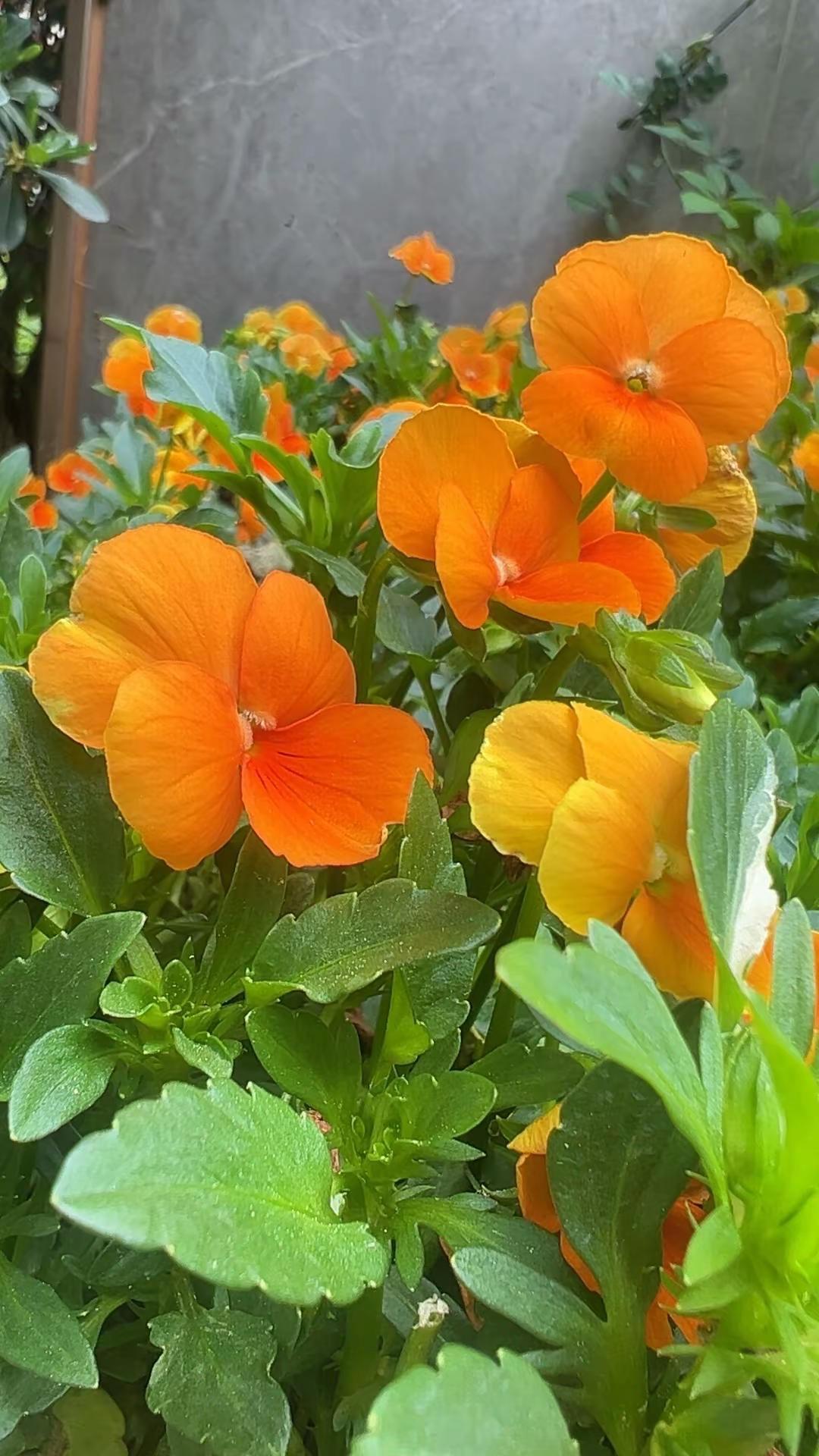 让花成花，让树成树，何必为难自己