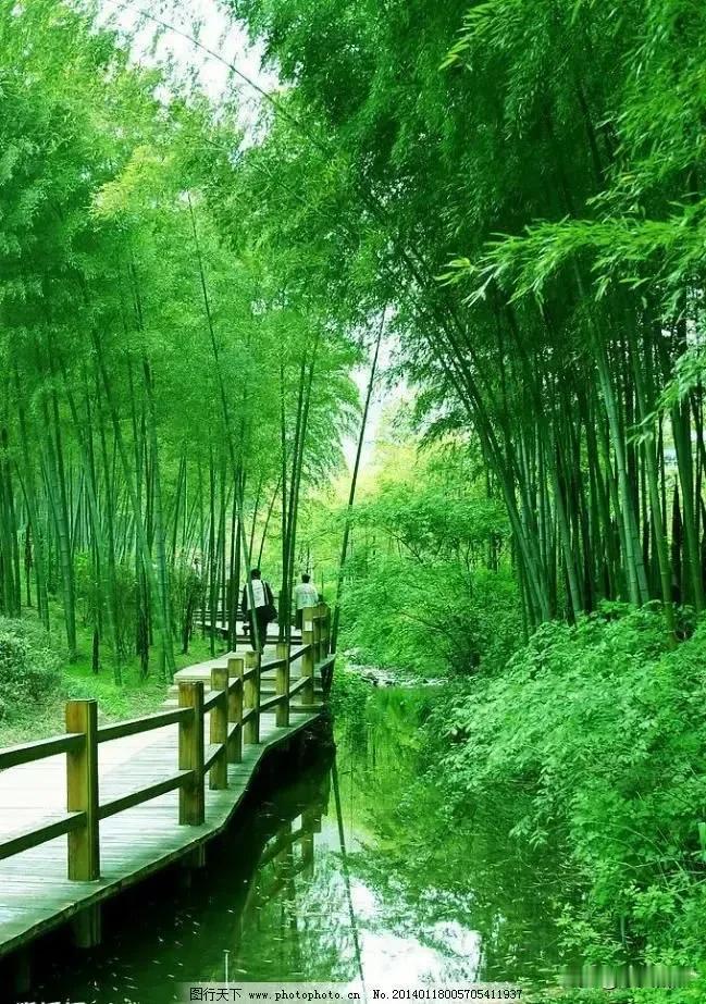 柳树条条雨里摇。