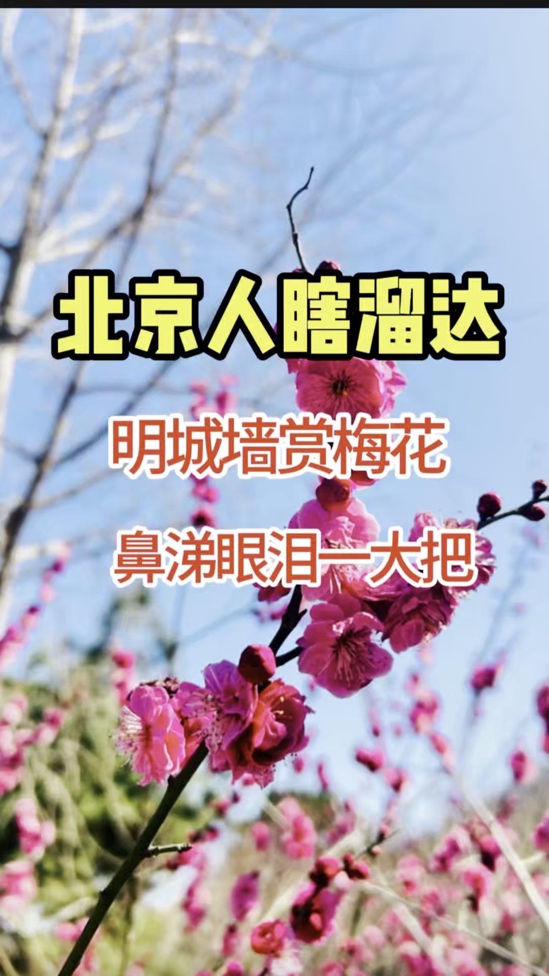 🍃北京春天的"甜蜜负担"北京人开春最懂的治愈：梅花开+打喷嚏！明城墙遗址公园的