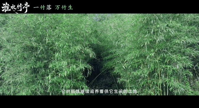 竹子的一生被东方淮竹具象化了淮水竹亭东方淮竹的坚韧精神真的吧竹子坚韧顽强的生长具