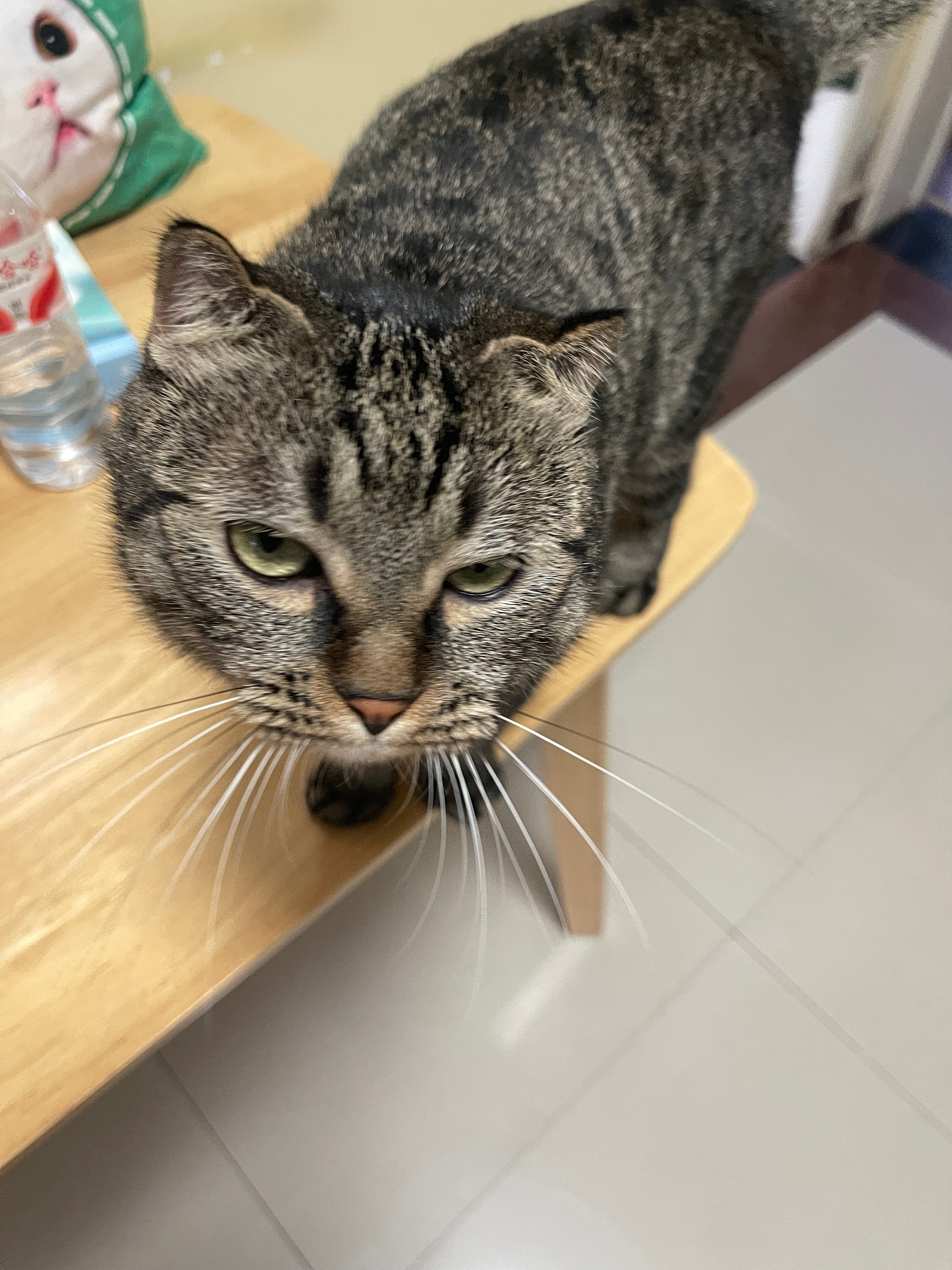 现在一进家门先抱住肉肉猛亲一顿，再把臭耳朵塞到鼻孔里一顿嗅闻，然后喂肉肉吃好好。