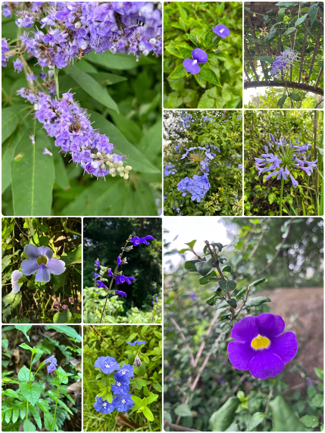 福州植物美图｜夏日盛放的蓝紫色系花朵