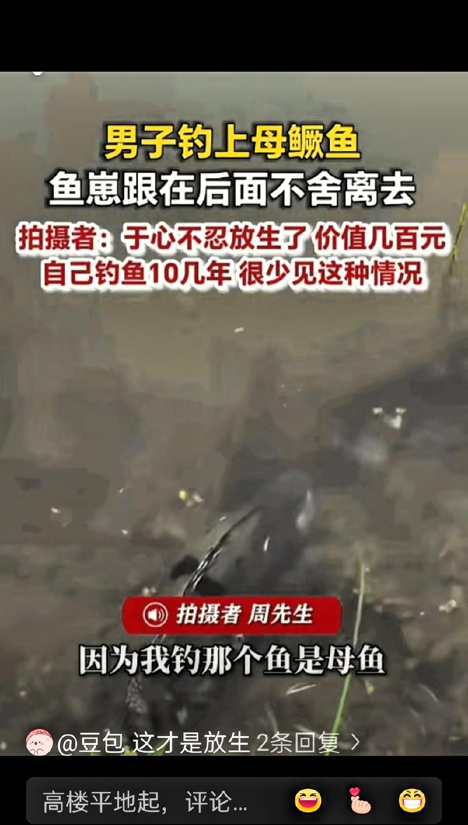 万物皆有灵！河南一男子费半天劲钓了条七八斤的野生大鳜鱼，难得遇上这么大的鱼，他原