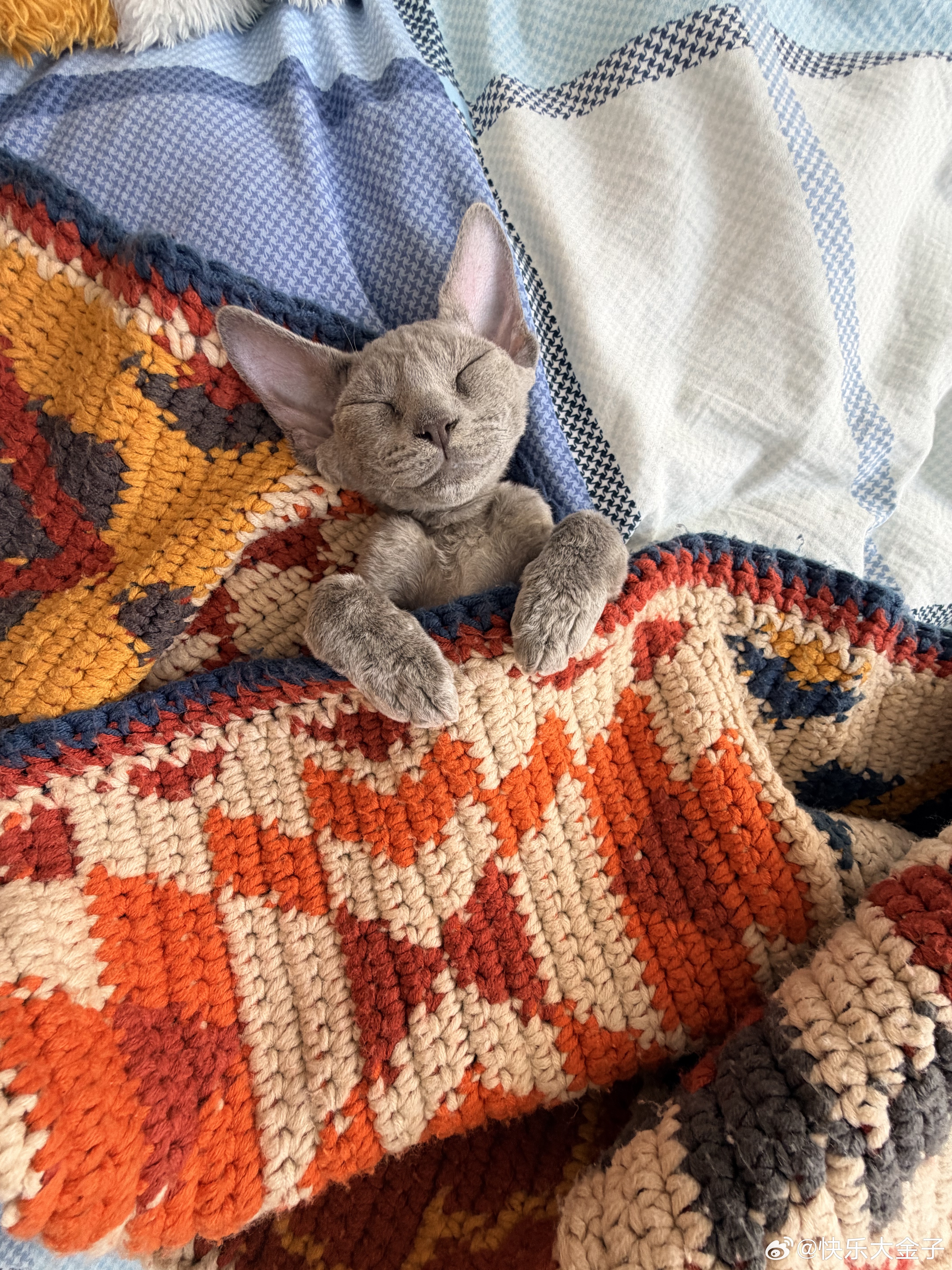 小猫睡觉这么死嘛怎么扒拉都不醒，顶多闭眼伸伸懒腰接着睡大金子状态电竞大金子