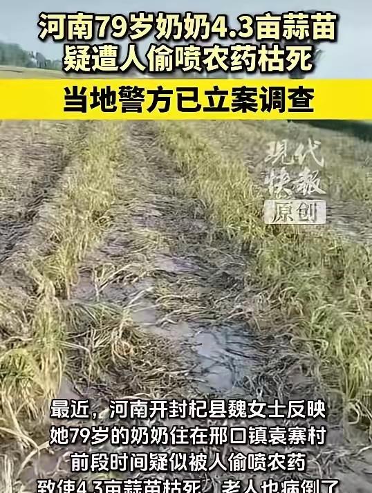 “太缺德了！”河南开封，79岁老太种了4.3亩蒜苗，眼看着要收获了，发现蒜苗突然