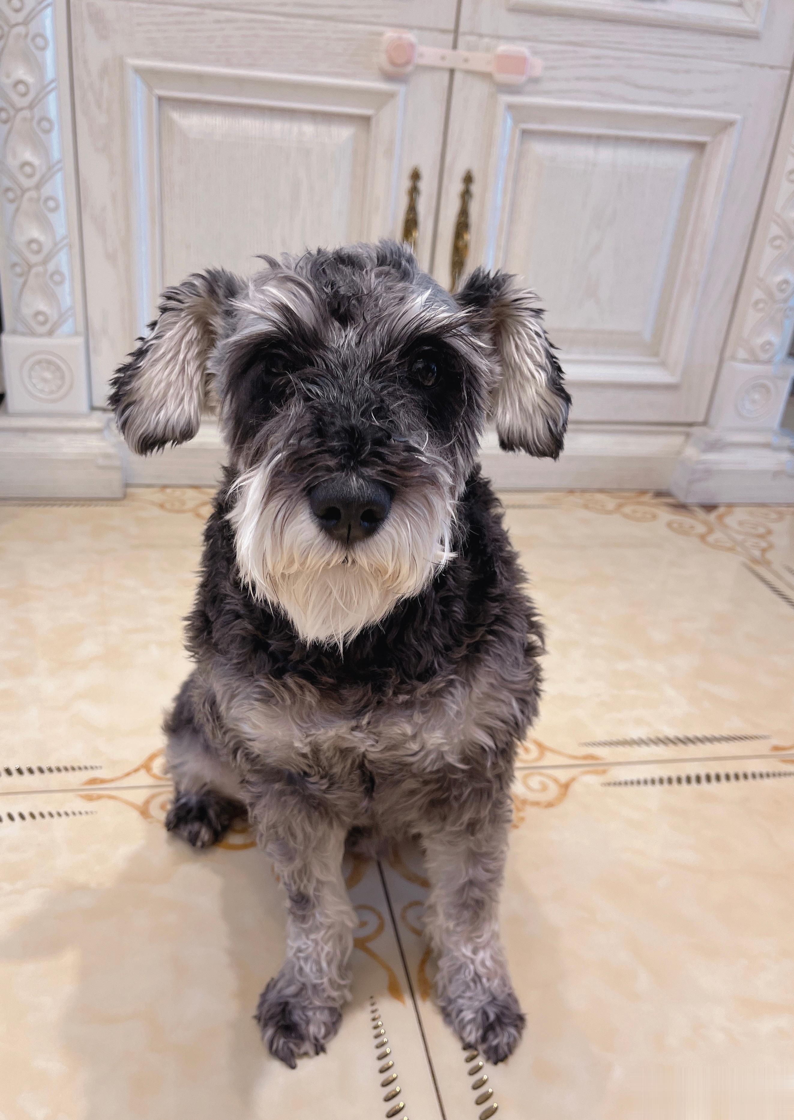 给岛岛拍证件照，我说坐下，看着镜头。然后把乔乔叫过来啦，跟着岛岛一起做动作，说妈