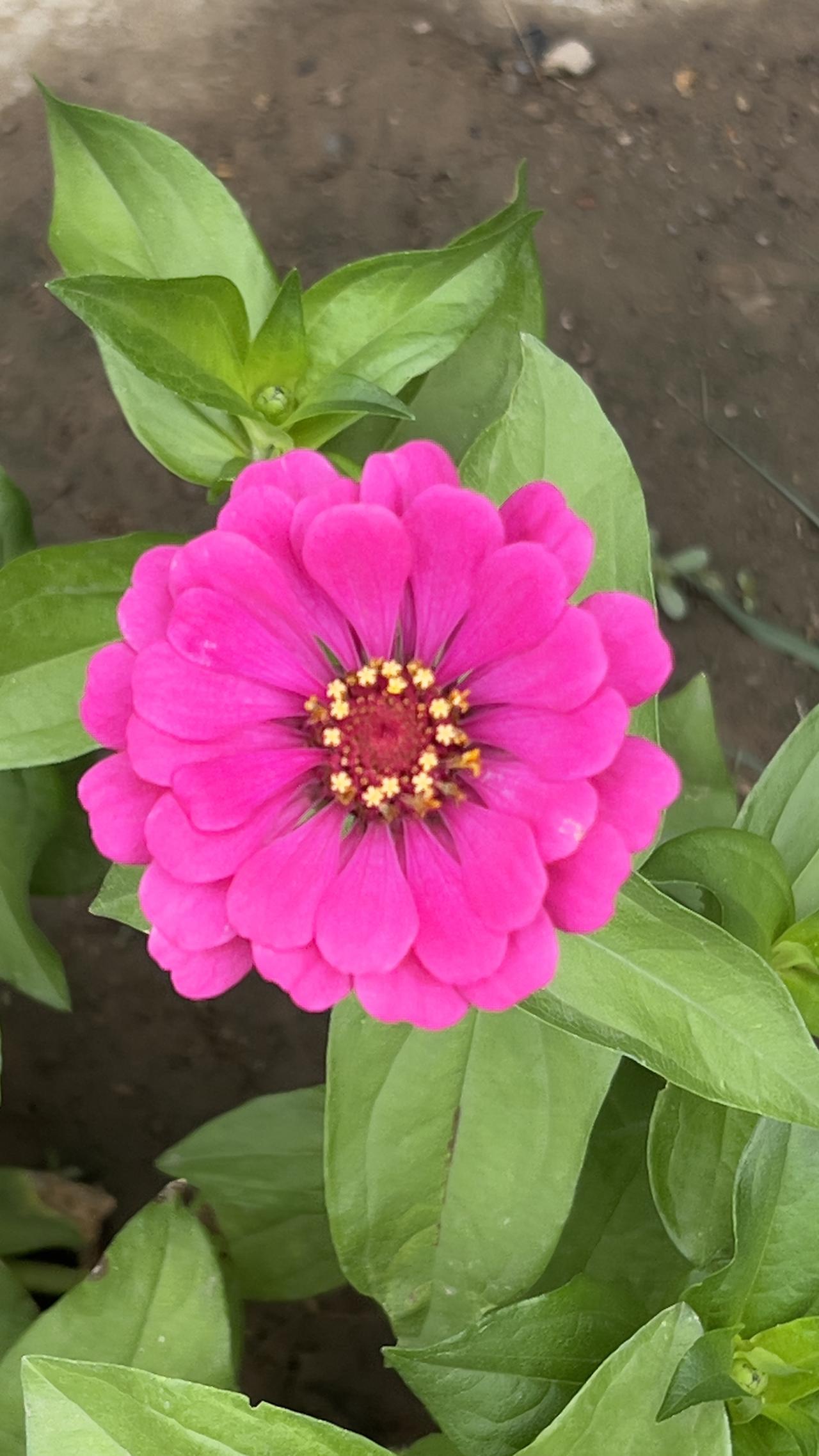 艳丽花朵随手拍