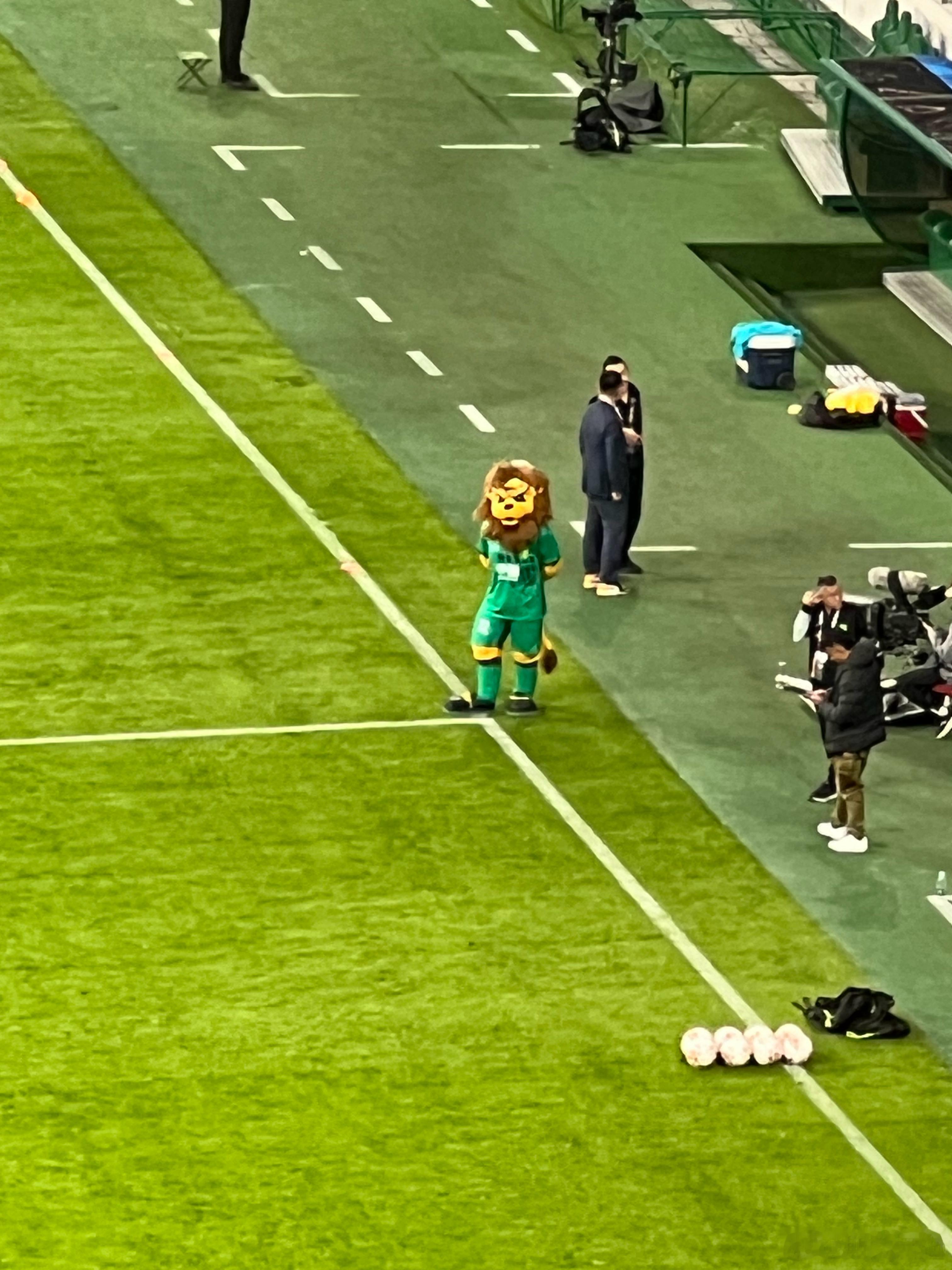 今天到的真早，还能趁信号好的时候看会虎子。这两天满天飞柳絮，连球场里都逃不过，对