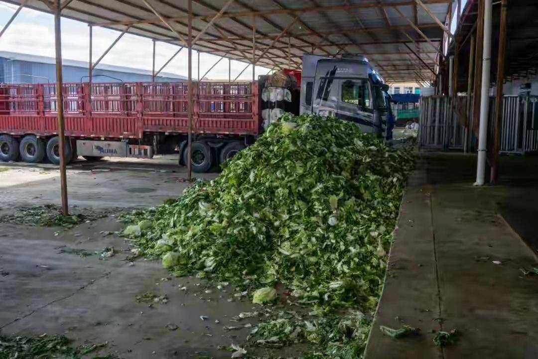 几毛钱差价就铤而走险！“甲醛白菜”重现，我们吃的其他蔬菜安全吗？
 
几毛钱差价