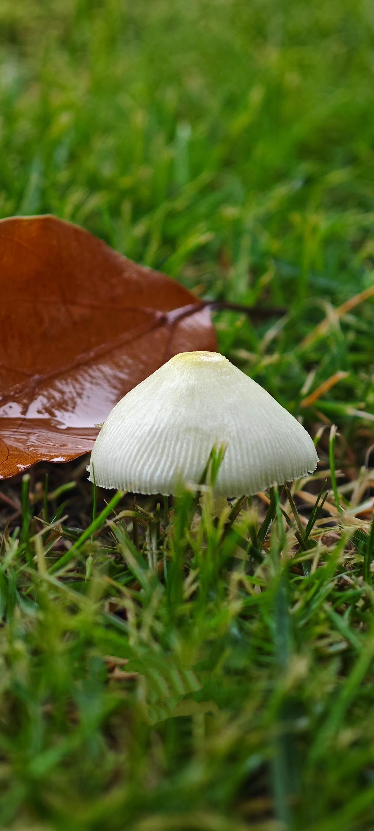 野蘑菇也有这么美？