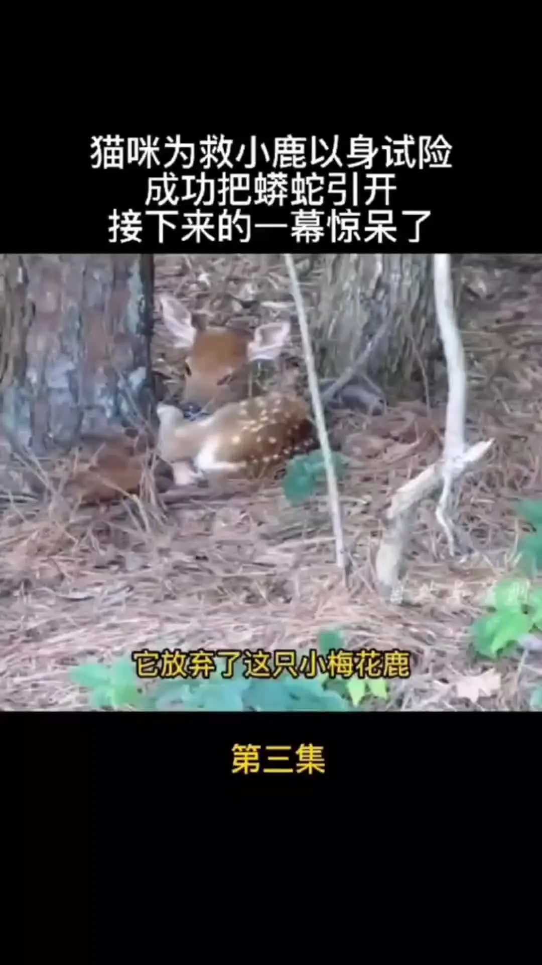 我的观影报告 内容启发搜索